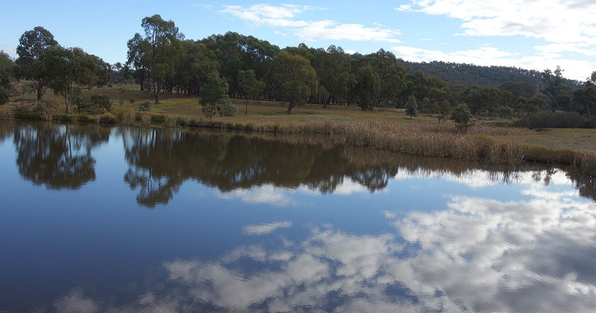 Australian Hiker Frost Hollow to Forest Walk ACT (4.3km)