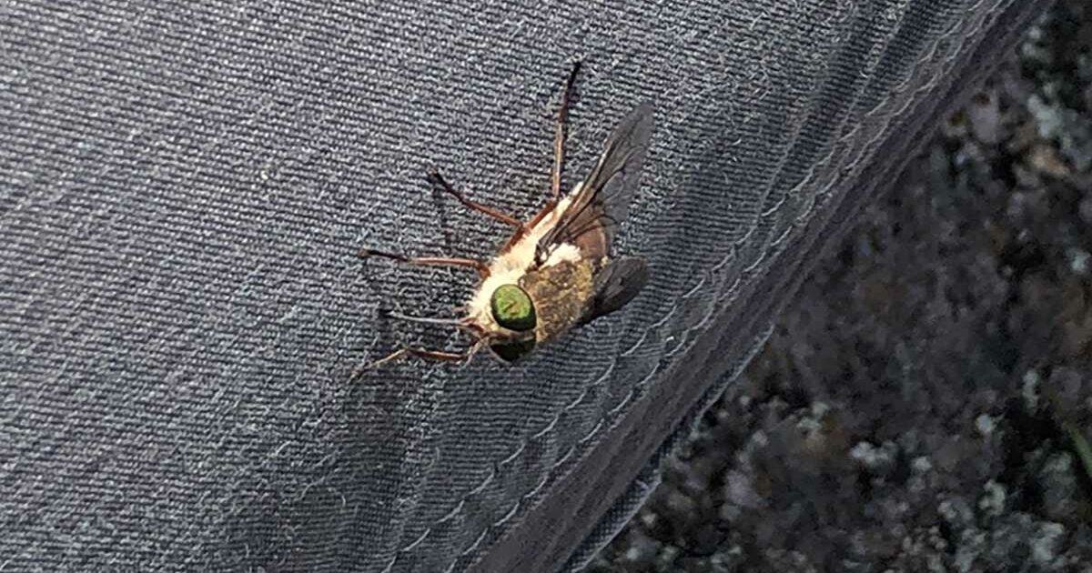 Australian Hiker March Flies